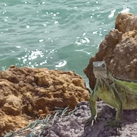 Апартаменты Les Pieds Dans L'Eau Chez Syl Ле-Муль Экстерьер фото
