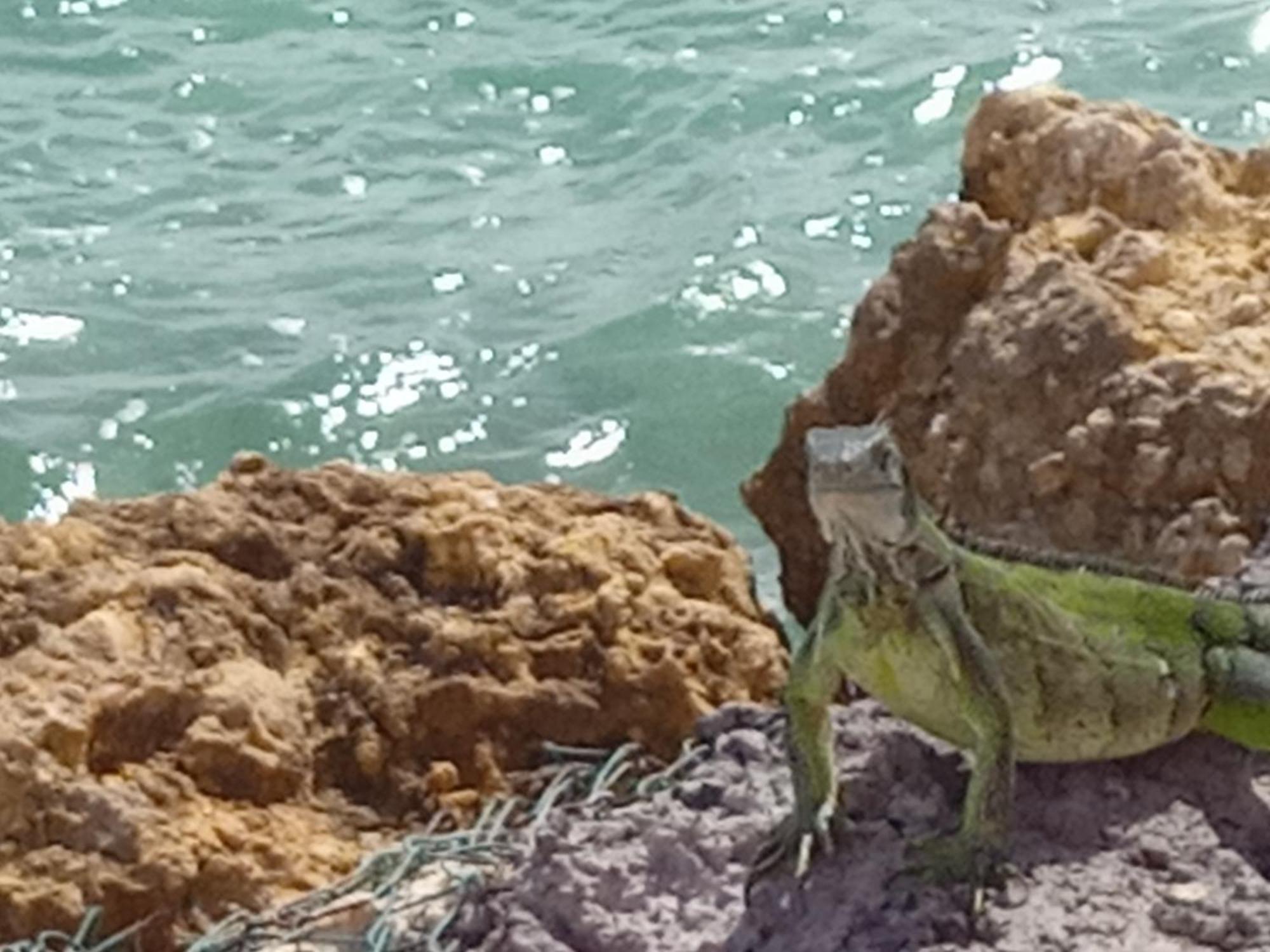 Апартаменты Les Pieds Dans L'Eau Chez Syl Ле-Муль Экстерьер фото